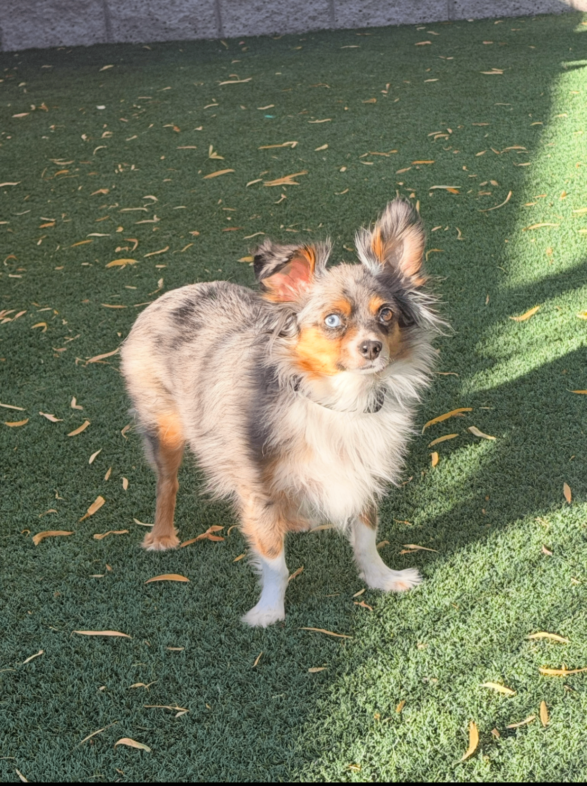 Monza on the turf, ears up