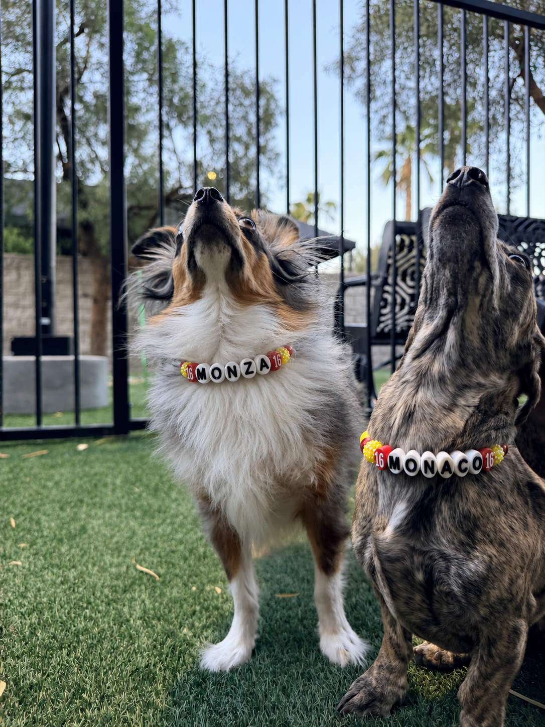 Monza and friend in MONZA and MONACO bead collars