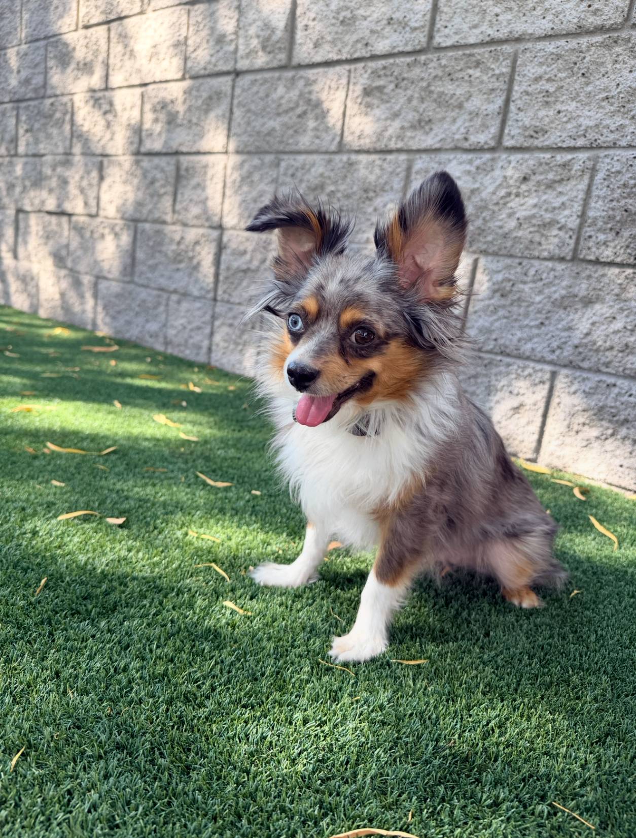 Monza sitting on the turf, tongue out
